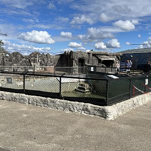 South African Fur Seal Exhibit