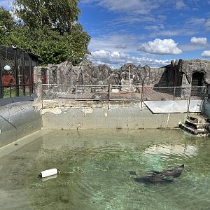 South African Fur Seal Exhibit