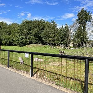 Bennett’s Wallaby Exhibit
