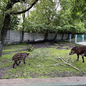 Lowland Tapir/Capybara Exhibit