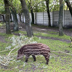 Lowland Tapir
