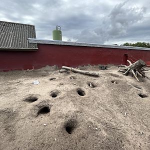 Prairie Dog Exhibit