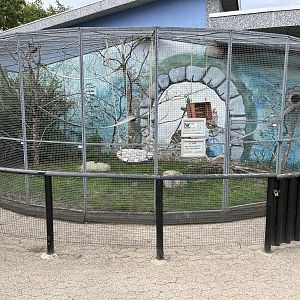 Asian Palm Civet Exhibit