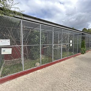 African Grey Parrot Exhibit