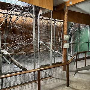 Asian Palm Civet - indoor exhibit