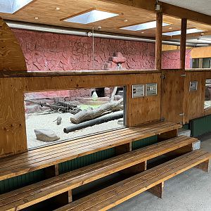 Meerkat - indoor exhibit