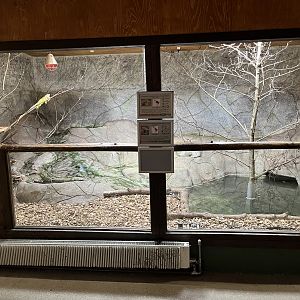 Spectacled Caiman/Green Iguana Exhibit