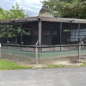 Indian Peafowl Exhibit