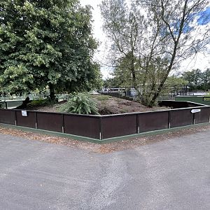 Banded Mongoose Exhibit