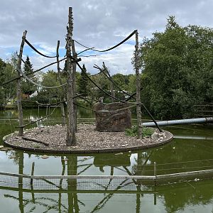 Javan Macaque Exhibit