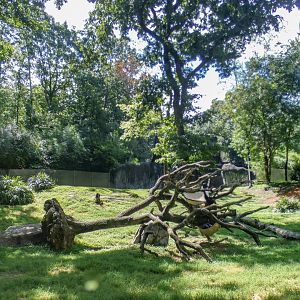 Aug. 2022 - Africa - Kitera Forest - Chimpanzee Exhibit