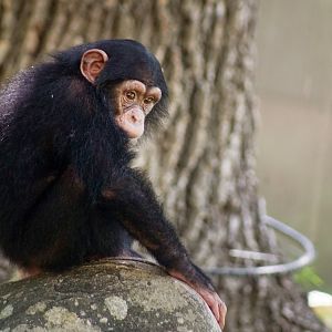 Aug. 2022 - Africa - Kitera Forest - Chimpanzee