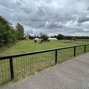 Watusi Cattle - minimal barrier