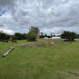 Watusi Cattle/Nubian Goat Exhibit