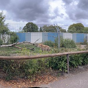Spotted Hyena Exhibit