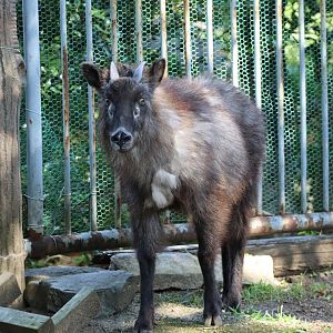 Japanese Serow (Shikoku Subpopulation)
