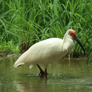 Crested Ibis (Nipponia nippon)