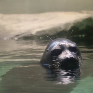 Baikal seal (Phoca sibirica)