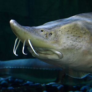 Amur Sturgeon (Acipenser schrenckii)