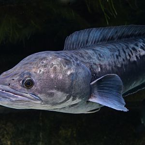 Giant Snakehead (Channa micropeltes)
