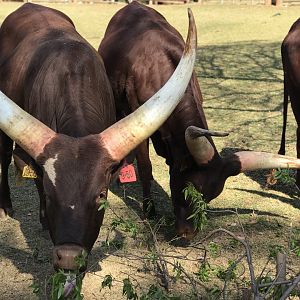 {New} Ankole Cattle (Bos taurus indicus)