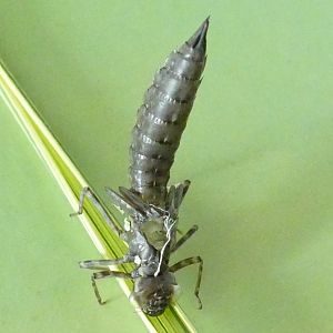 Cast skin of a dragonfly nymph, July 2022