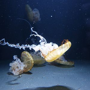 Pacific sea nettle