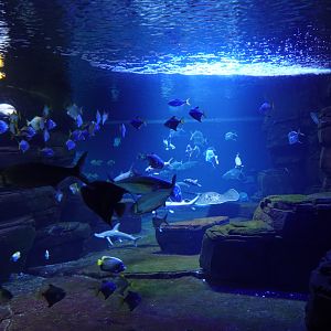 Schooling fish tank