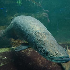 Arapaima