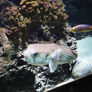 Spot-fin porcupinefish