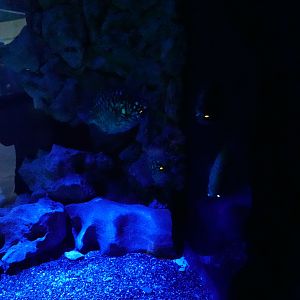 Australian Pineapplefish