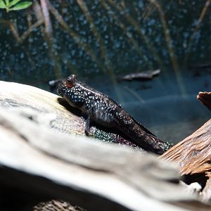 Atlantic mudskipper