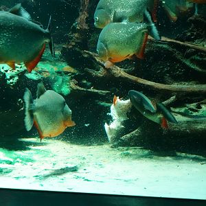 Blackspot Piranha feeding time