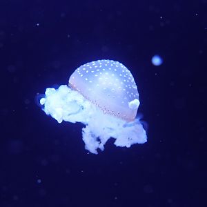 Australian spotted jellyfish