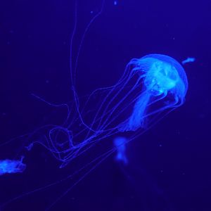 Amakusa Jellyfish