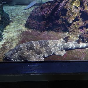 Spotted wobbegong