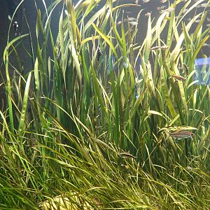 Feshwater tank example