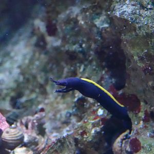 Ribbon moray