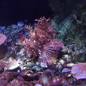 Weedy scorpionfish