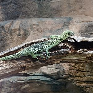 Reisinger's tree monitor