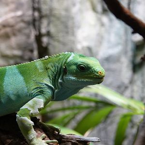 Fiji short-crested iguana