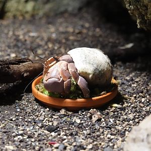 Land Hermit Crab