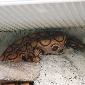 Brazilian rainbow boa