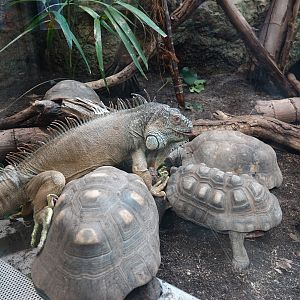 Feeding time for Green Iguana and Red-footed tortoise
