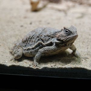 Short-tail horned lizard