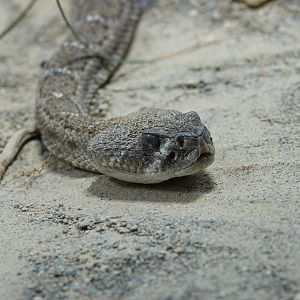 Western diamondback rattlesnake