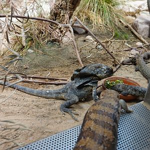 Feeding time for various Australian reptiles