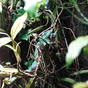 Chinese gliding tree frog