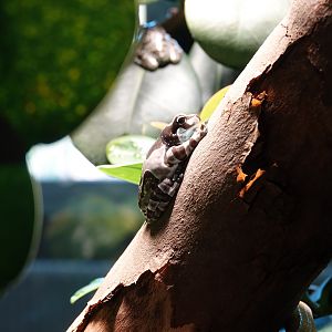 Amazon milk frog