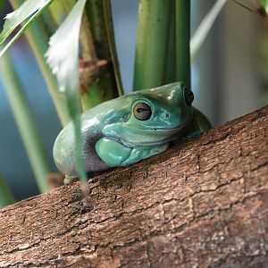 Australian green tree frog